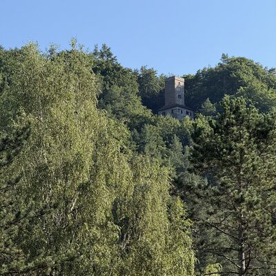 Bild vergr&ouml;&szlig;ern: Aussicht auf den Prinz-Leopold-Turm im dichten Wald