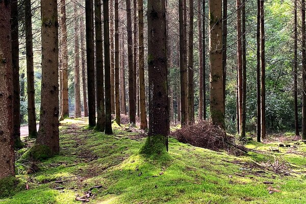 Bild vergr&ouml;&szlig;ern: Bild von Bäumen im Wald mit einem Wildpfad in der Mitte und einem Haufen Ästen rechts vom Bild